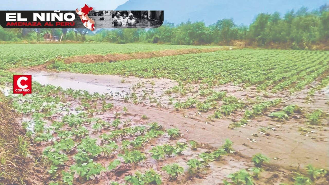 Solo entre el 10% y el 30% del área de mango logró florear por el calor y la falta de horas de frío, según especialista del CIP. Productores de Motupe y Pítipo reclaman defensas ribereñas ante posibles lluvias extraordinarias entre diciembre y abril, como en 1998. Palta, maracuyá, arroz, algodón, pan llevar y caña en riesgo