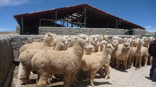 Día Nacional de la Alpaca: envían 2 985 cobertizos para proteger camélidos sudamericanos y ovinos (FOTOS)
