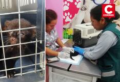 Satipo: Serfor rescata a cachorros jaguarundi hallados en caja de cartón