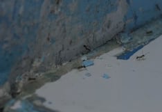 Huancayo: Hormigas al interior de la UCI pediátrica del hospital El Carmen