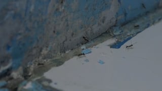 Huancayo: Hormigas al interior de la UCI pediátrica del hospital El Carmen