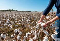 Ica continúa liderando la producción algodonera en el país, pero persisten desafíos para seguir creciendo