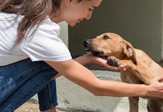 Sismo en Lima: 6 de cada 10 limeños priorizarían a sus mascotas al evacuar