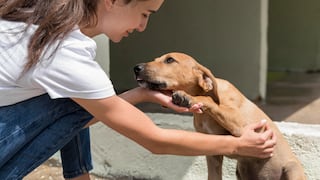 Sismo en Lima: 6 de cada 10 limeños priorizarían a sus mascotas al evacuar