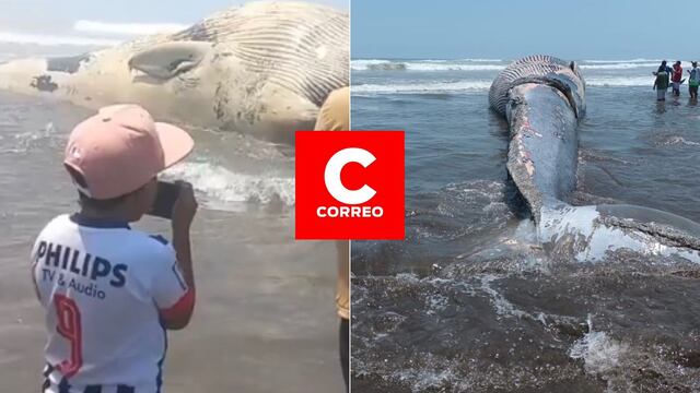 Veraneantes en Arequipa advierten que ballena varada en la playa El Chorro no es retirada: “Es un peligro” (VIDEO)