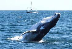 Inauguran avistamientos de las ballenas jorobadas en Los Órganos