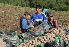 Director de Agricultura de Junín: “Lluvias son arma de doble filo para siembra”
