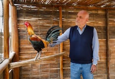 Humberto Morales Bermúdez Pedraglio: “La crianza de gallos navajeros es parte de mi vida” (Entrevista)