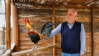 Humberto Morales Bermúdez Pedraglio: “La crianza de gallos navajeros es parte de mi vida” (Entrevista)