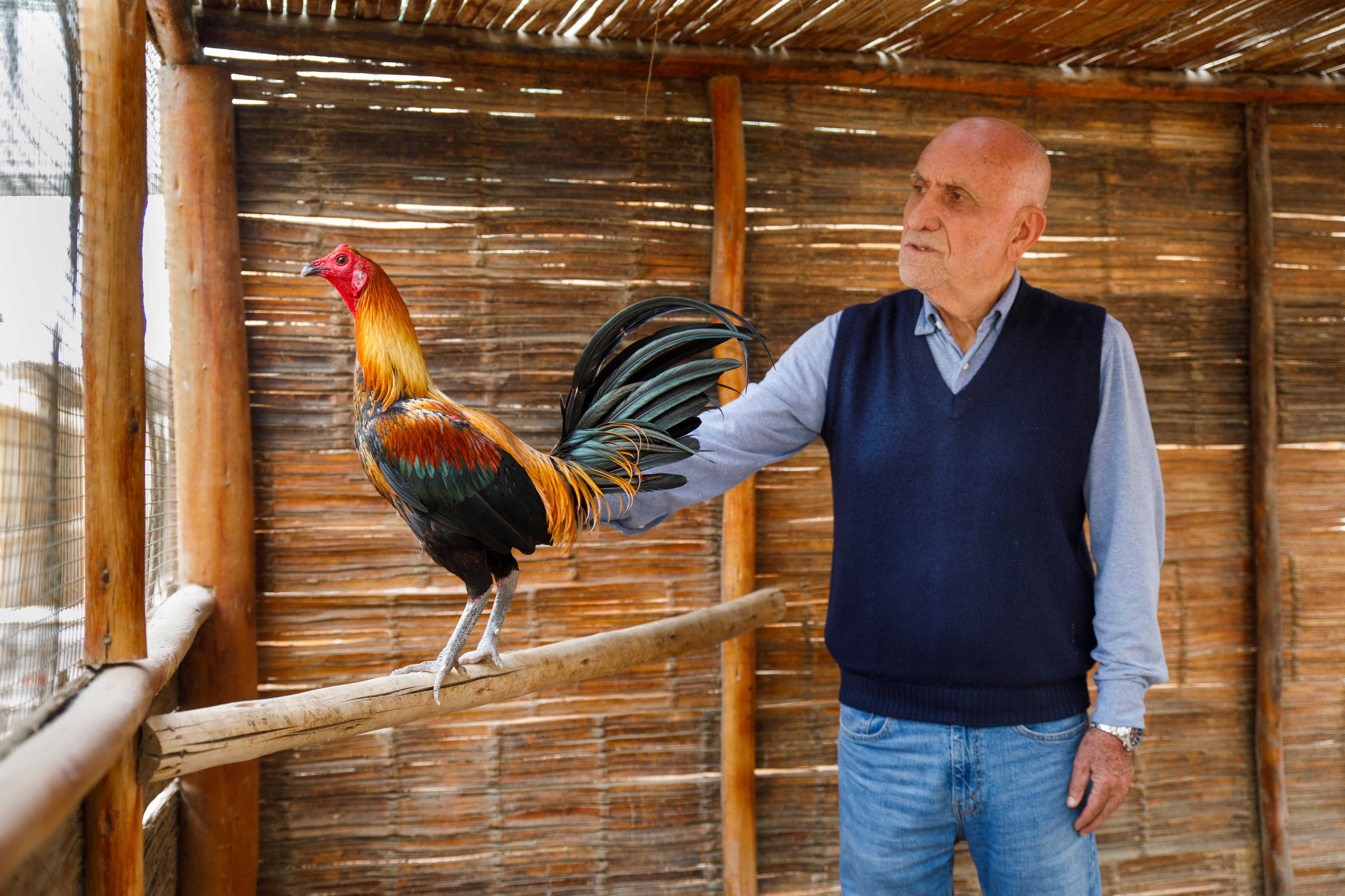 Humberto Morales Bermúdez Pedraglio, nos presenta el libro "El Gallo Navajero Peruano. Su creación en historia".