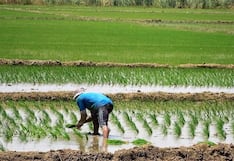 Piura: Especialistas analizarán variedades de arroz frente al cambio climático