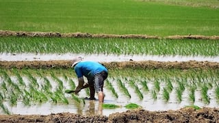 Piura: Especialistas analizarán variedades de arroz frente al cambio climático