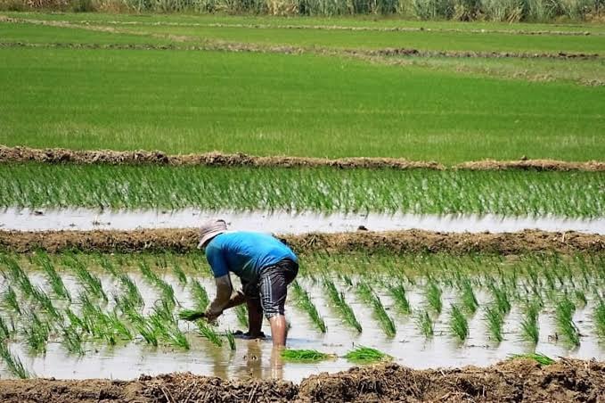 Hoy en el distrito de La Unión realizarán el Primer Conversatorio Nacional del Cultivo de Arroz