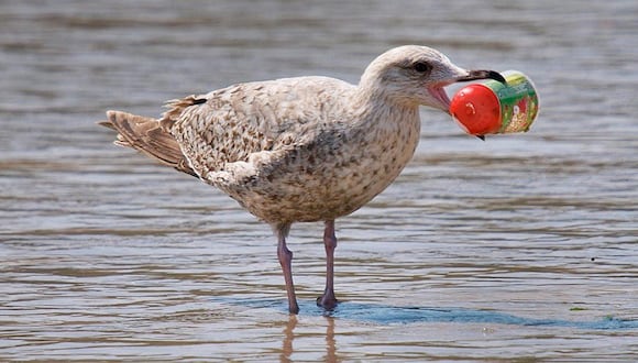 Las aves pueden consumir plásticos en forma directa o indirecta