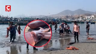 Pucusana y Punta Negra: Aparece gran cantidad de pejerrey y pota en la orilla de muelles