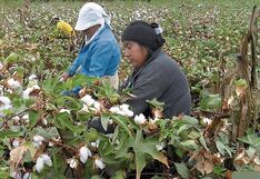 El algodón Pima se marchita en la región Piura