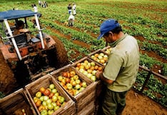 Producción agropecuaria de Tacna alcanzó S/ 57 millones entre enero y febrero