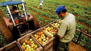 Producción agropecuaria de Tacna alcanzó S/ 57 millones entre enero y febrero