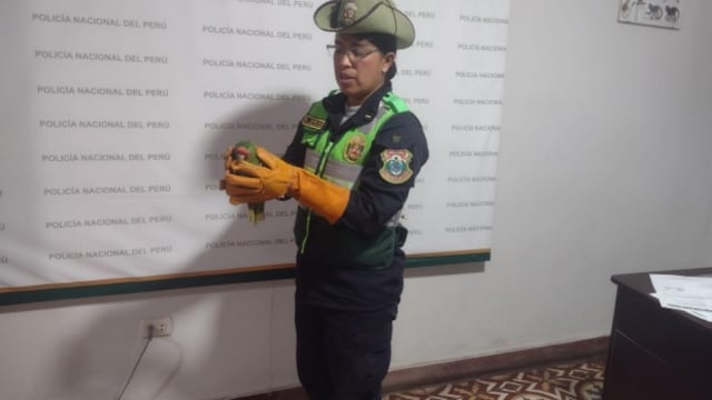 Ayacucho: policía rescata a un loro frente roja y detiene a una persona