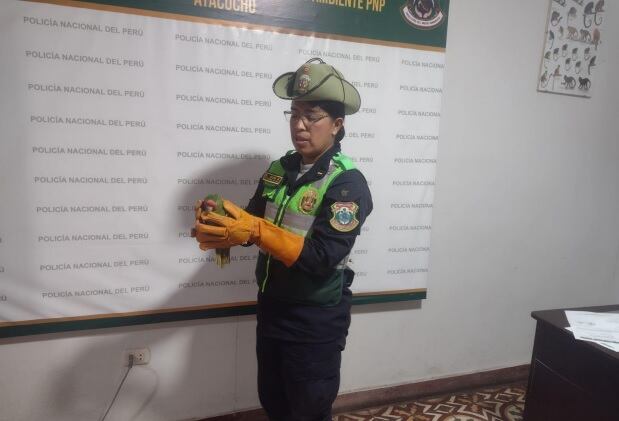 Especie será entregada a Zoológico o liberada