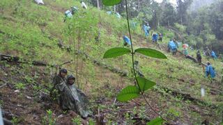 Cocaleros impiden erradicación de coca ilegal