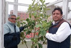 Árbol de la Quina florece en Plaza de Armas de Trujillo