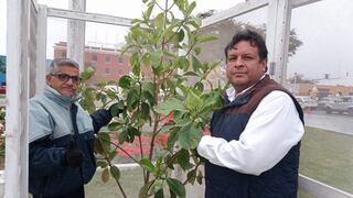 Árbol de la Quina florece en Plaza de Armas de Trujillo