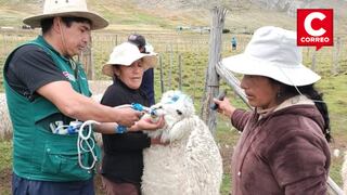 Junín: Midagri entrega kits para proteger de las heladas al ganado ovino y alpaquero 