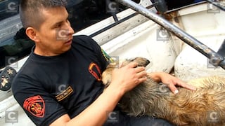 Este policía arriesgó su vida para rescatar a un perro de caudaloso río (VIDEO)