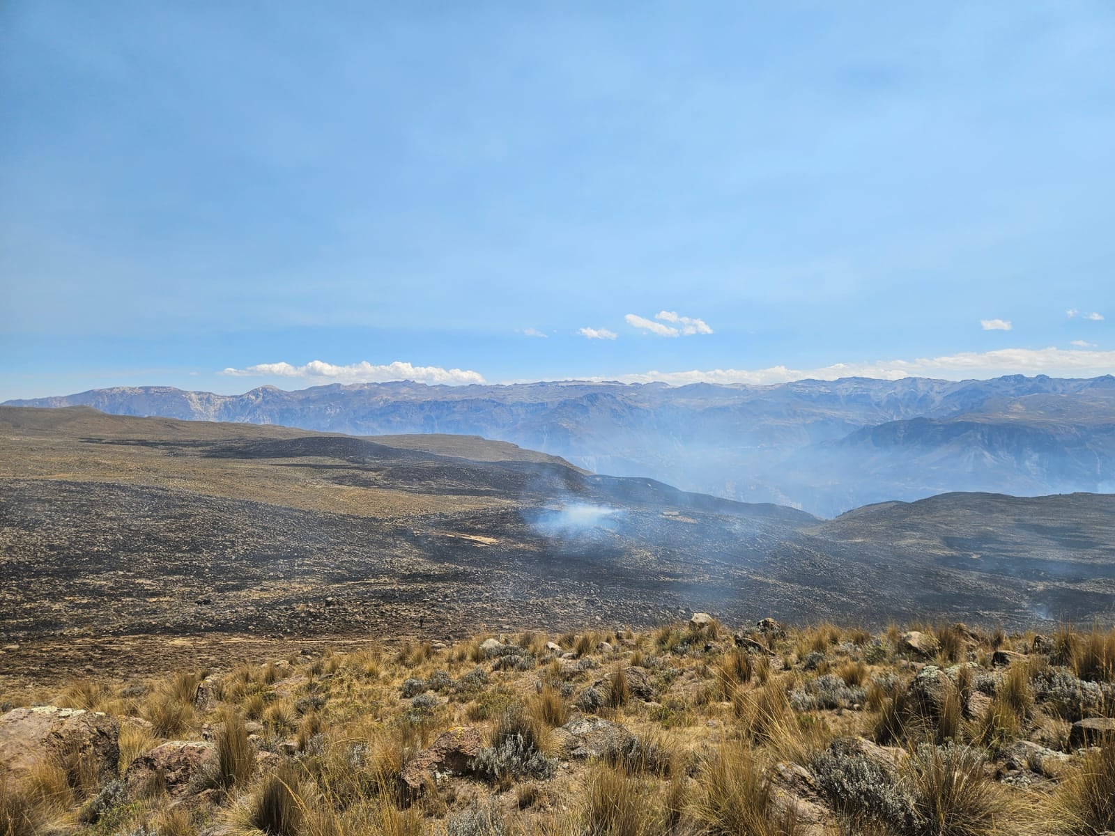Fueron 500 hectáreas afestadas en el distrito de Toro por el incendio forestal
