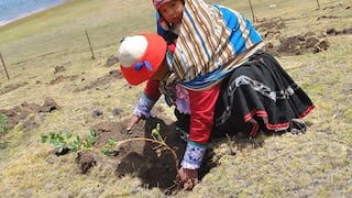 Reforestarán ecosistema destruido por incendio forestal en Cusco
