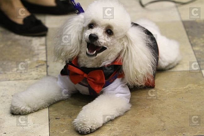 Día Mundial del Perro: el 57% de hogares en Arequipa tiene al menos un perro(Foto: GEC)