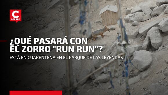 Zorro "Run Run": ¿Qué pasará con el animal silvestre que fue atrapado y llevado al Parque de las Leyendas?