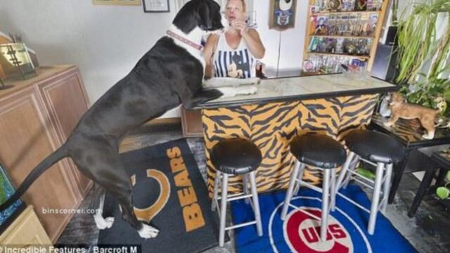 Fotos: Perro gigante mide casi un metro