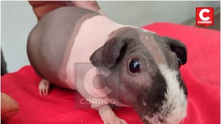 Concepción es la segunda provincia en la región Junín con más producción de cuy