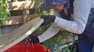 Piura: Eliminan más de 189 000 criaderos de zancudos para prevenir el dengue