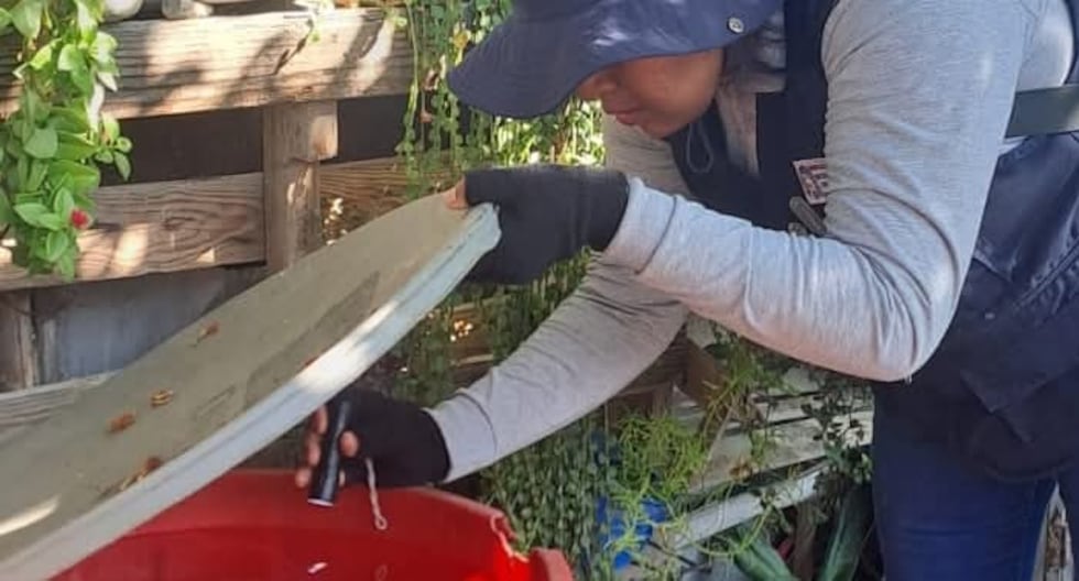 Exitosa campaña contra el Aedes aegypti en Piura: 189,008 criaderos eliminados