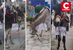 Burros con nombres de políticos compiten en singular carrera por Semana Santa en Huancán