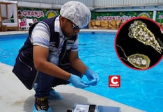 Verano Saludable 2026: solo 30% de 170 piscinas inspeccionadas cumplen normas sanitarias en Lima Sur