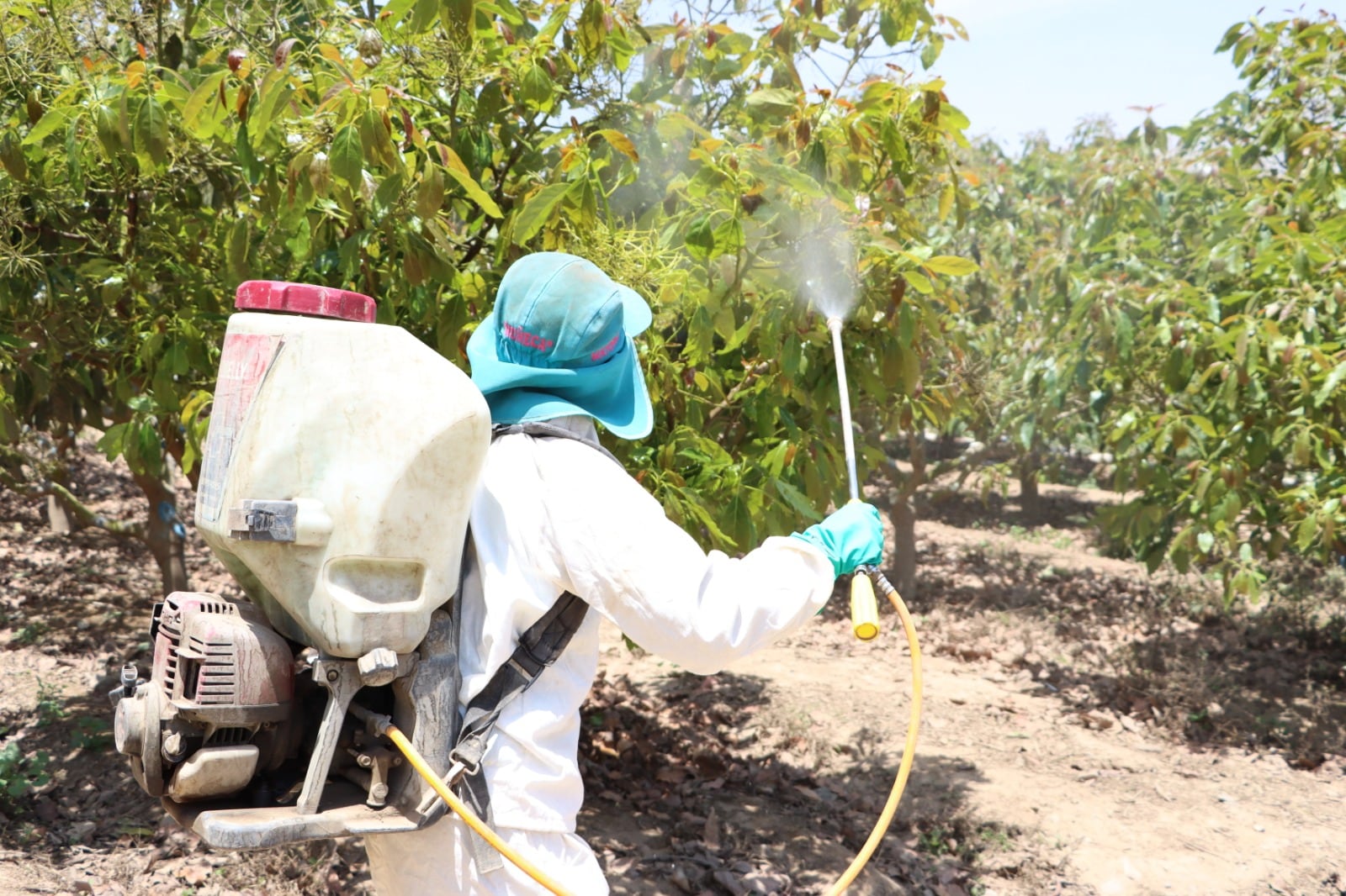 El debate sobre los plaguicidas se intensifica en fin de año. Un experto señala que su uso responsable es clave para garantizar alimentos seguros y accesibles.