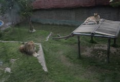 Anuncian S/4 millones para duplicar tamaño de Zoológico Municipal de Huancayo pese a denuncias de maltrato