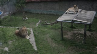 Anuncian S/4 millones para duplicar tamaño de Zoológico Municipal de Huancayo pese a denuncias de maltrato