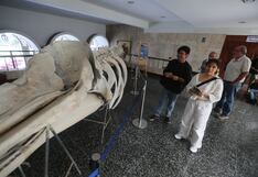 Arequipa: Este es el recorrido para conocer más de especies marinas a través de esqueletos (VIDEO)