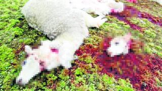 Tres canes atacan y  matan a trece llamas  y ovejas en Huayllay