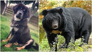 Familia adopta perro y después de dos años descubre que es un oso (VIDEO)