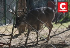 Gerente de Servicios Públicos de Huancayo: “Cierre de zoológico causaría mayor perjuicio”