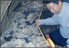 Setas Chinas: el documental que revela cómo la tecnología agrícola transforma vidas en el mundo