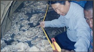 Setas Chinas: el documental que revela cómo la tecnología agrícola transforma vidas en el mundo