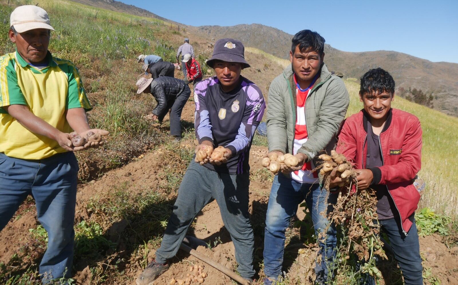 Trabajo se desarrolló en un campo de conservación donde los pequeños productores aprendieron el manejo del famoso tubérculo y celebraron con pachamanca.