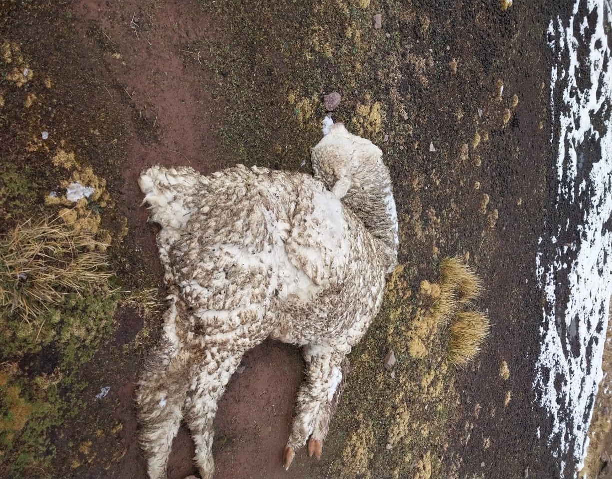 Animales mueres por el intenso frío a causa de granizo y nieve (Foto: Municipalidad de Cháparra)